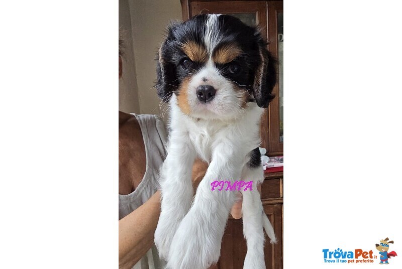 Vendita Maschietto e Femminuccia Cavalier king Genova - Foto n. 9