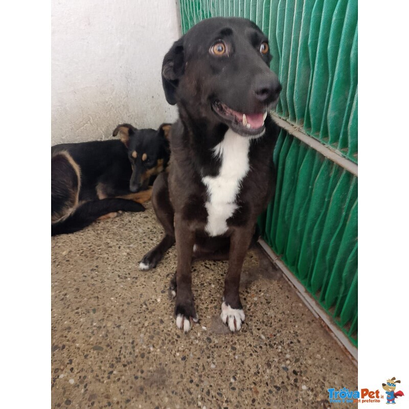 Simona Adozione - Foto n. 1