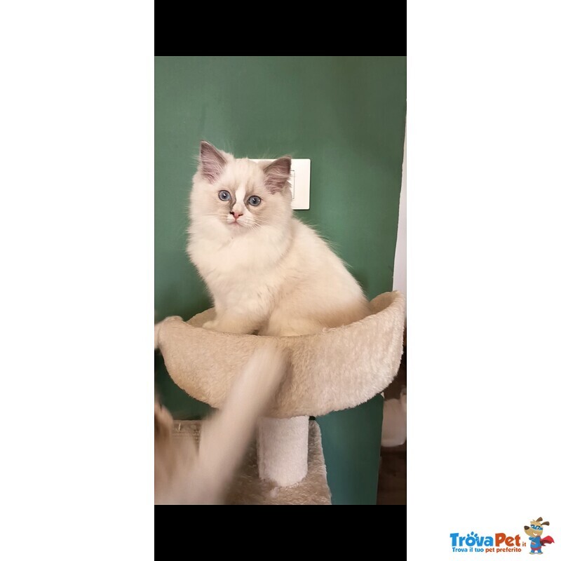 Cucciola Ragdoll - Foto n. 1