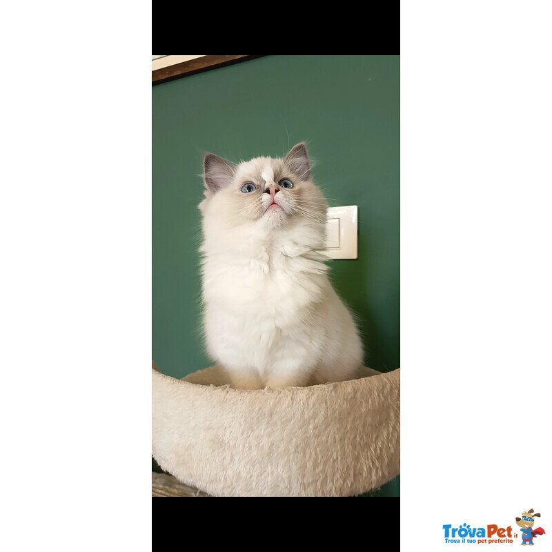 Cucciola Ragdoll - Foto n. 3