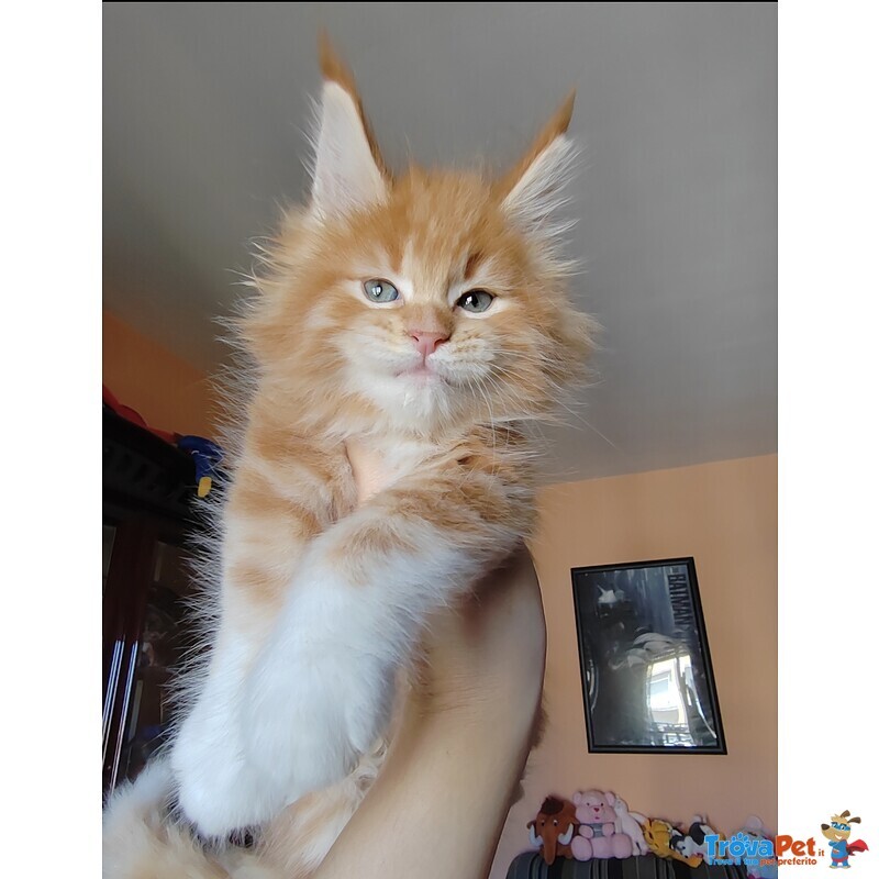 Disponibili Dolcissimi Cuccioli - Foto n. 2