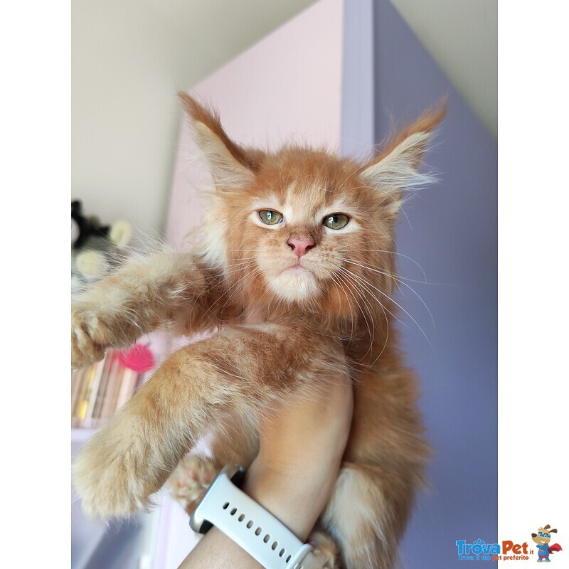 Disponibili Dolcissimi Cuccioli - Foto n. 4