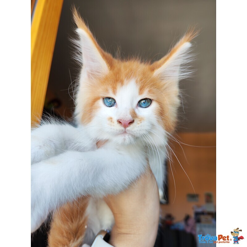 Disponibili Dolcissimi Cuccioli - Foto n. 5
