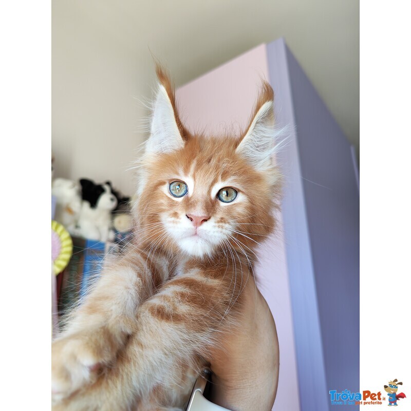 Disponibili Dolcissimi Cuccioli - Foto n. 6