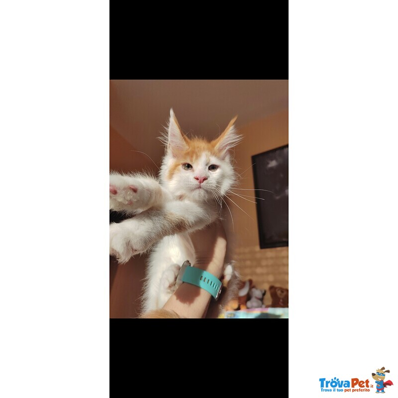 Disponibili Dolcissimi Cuccioli - Foto n. 7