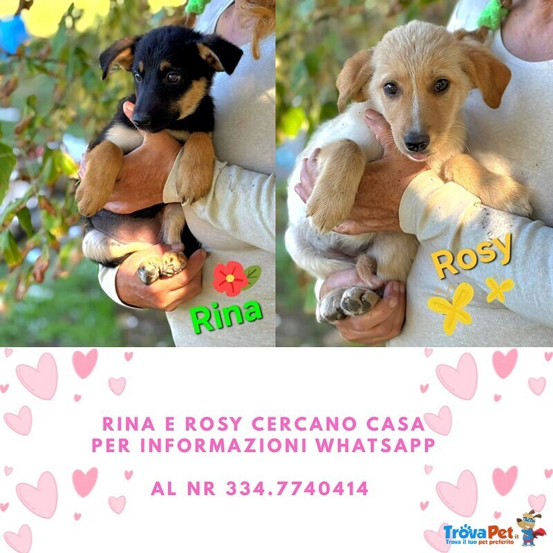 Rina e rosy Dolci Cucciole Cercano Casa - Foto n. 1