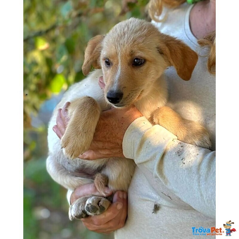 Rina e rosy Dolci Cucciole Cercano Casa - Foto n. 5