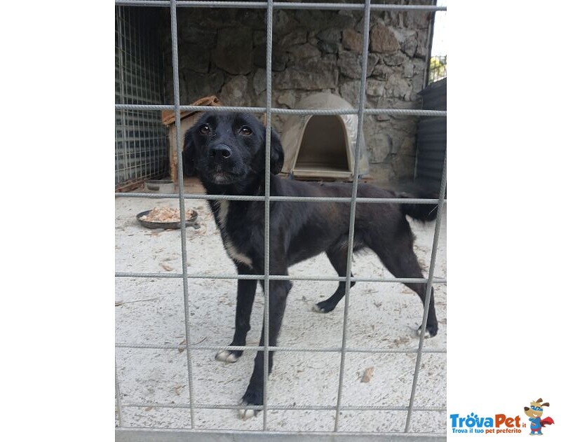 Rosy Piccola Cagnolina di Nessuno!brava - Foto n. 4