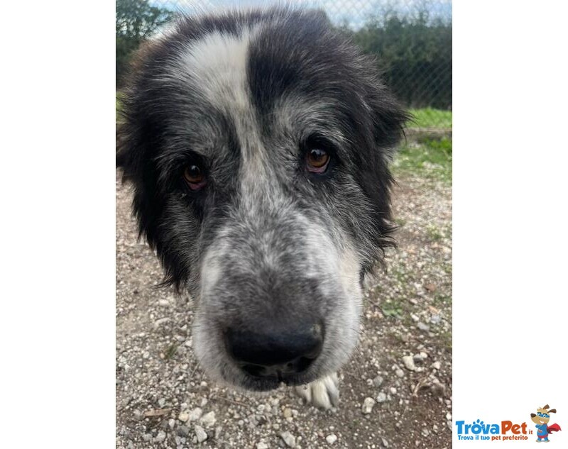 Hulk 4anni cane Pastore ama le Carezze - Foto n. 2