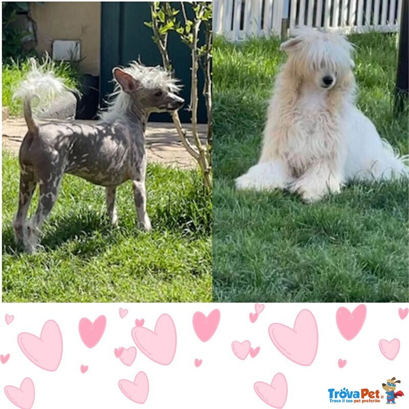 Sorelline 4 anni Cercano casa - Chinese Crested Dog! - Foto n. 1