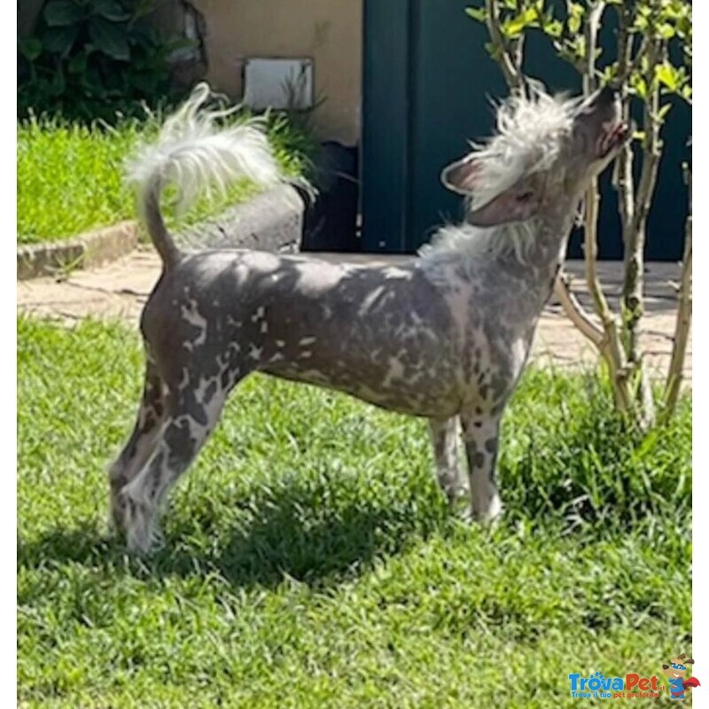 Sorelline 4 anni Cercano casa - Chinese Crested Dog! - Foto n. 2