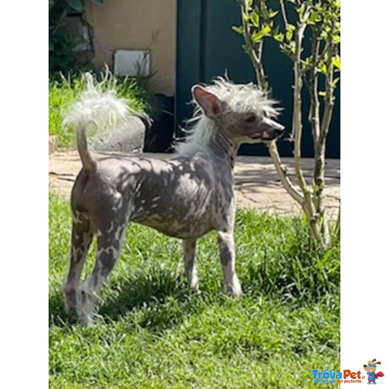 Sorelline 4 anni Cercano casa - Chinese Crested Dog! - Foto n. 3