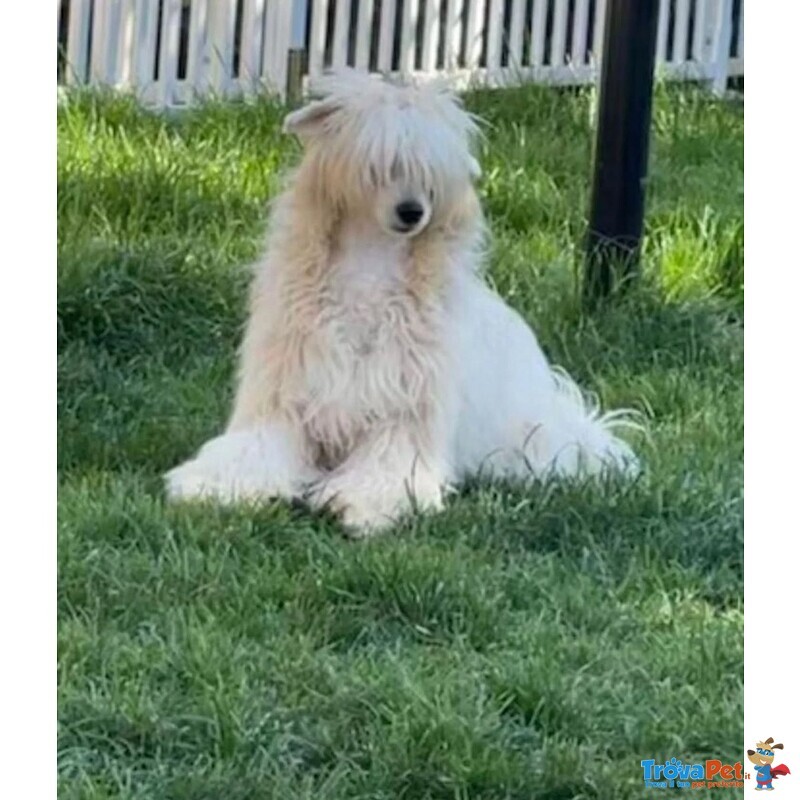 Sorelline 4 anni Cercano casa - Chinese Crested Dog! - Foto n. 4