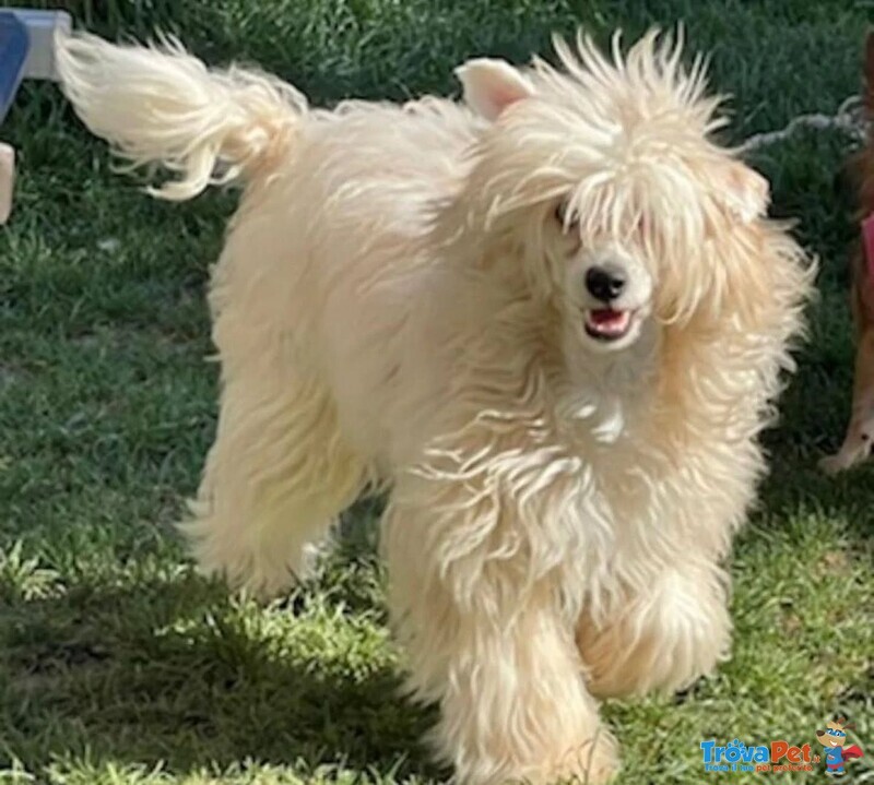 Sorelline 4 anni Cercano casa - Chinese Crested Dog! - Foto n. 5