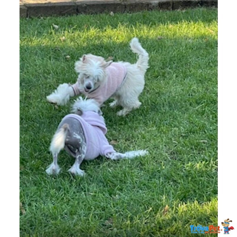 Sorelline 4 anni Cercano casa - Chinese Crested Dog! - Foto n. 6