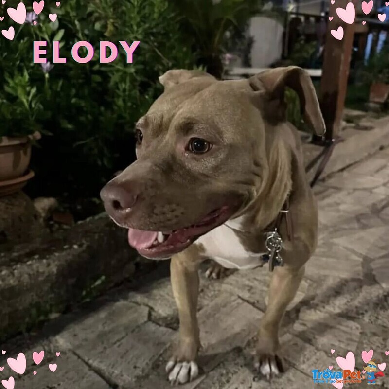 Elody Dolce ed Affettuosa Cerca casa - 2 Anni - Foto n. 1