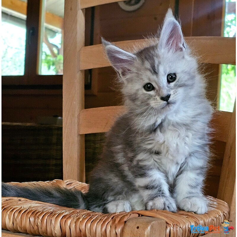Meravigliose Cucciole di Maine Coon - Foto n. 1