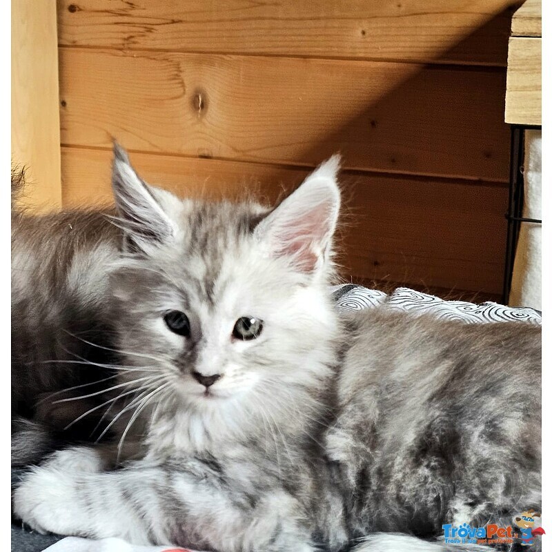 Meravigliose Cucciole di Maine Coon - Foto n. 2
