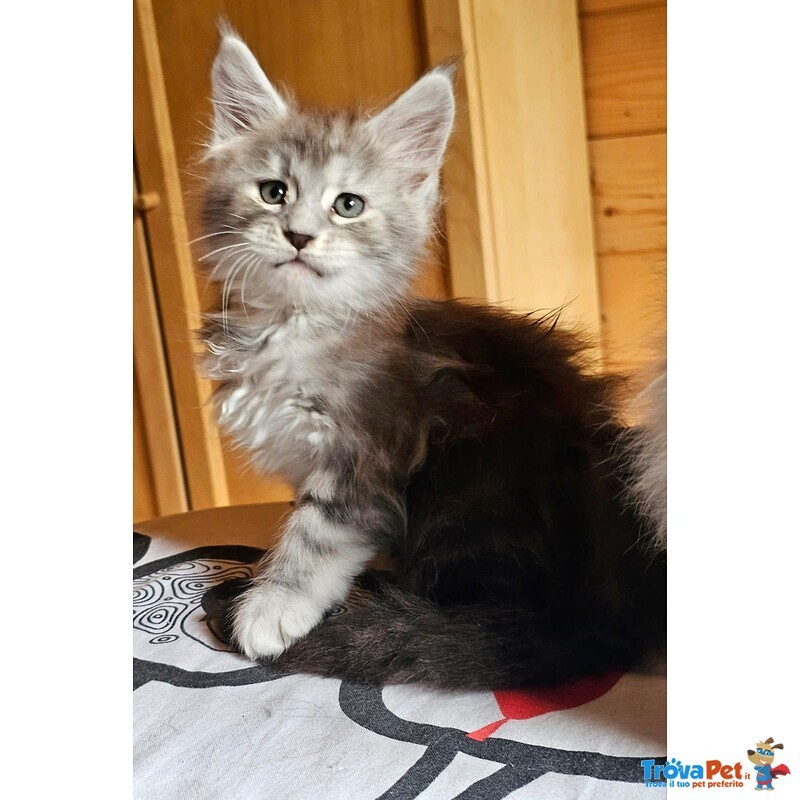 Meravigliose Cucciole di Maine Coon - Foto n. 3