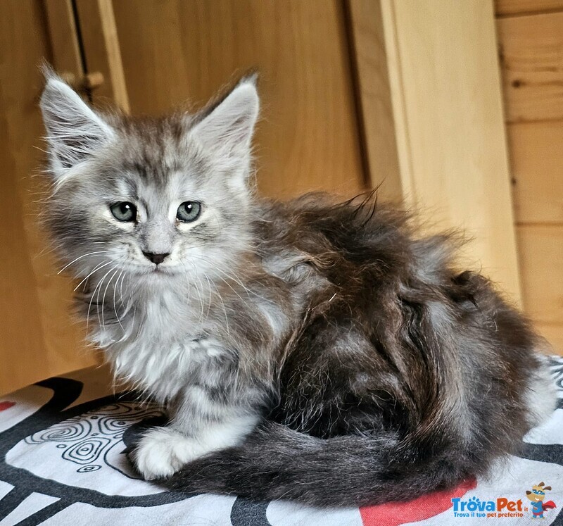 Meravigliose Cucciole di Maine Coon - Foto n. 4