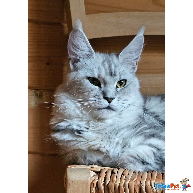 Meravigliose Cucciole di Maine Coon - Foto n. 5