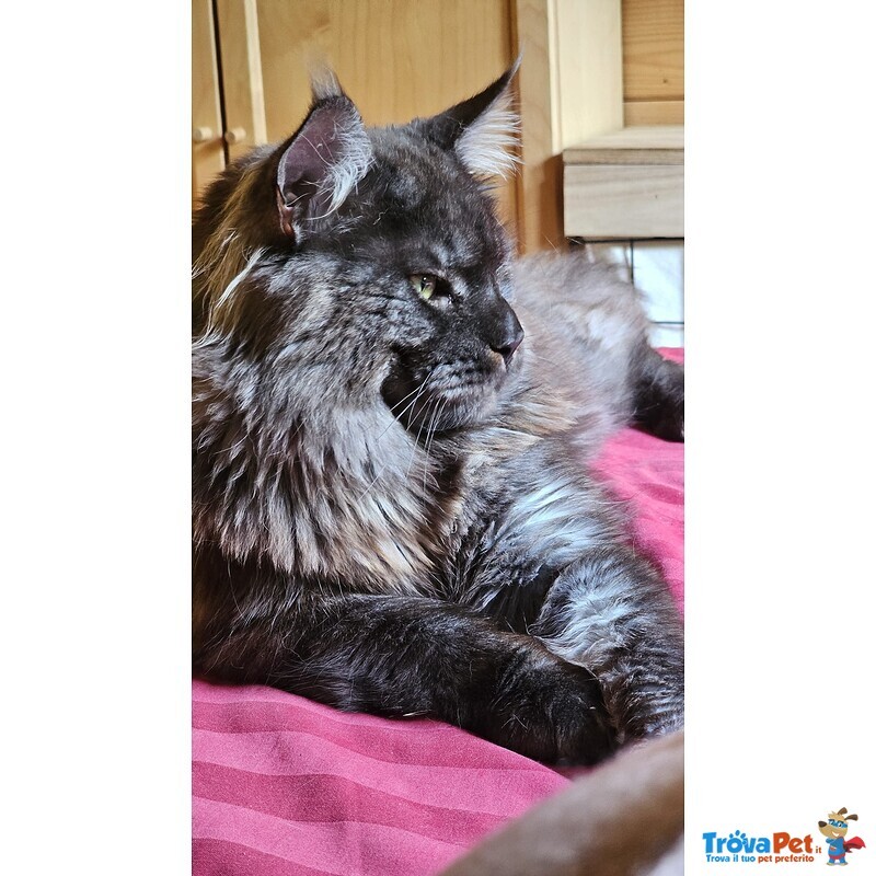 Meravigliose Cucciole di Maine Coon - Foto n. 8