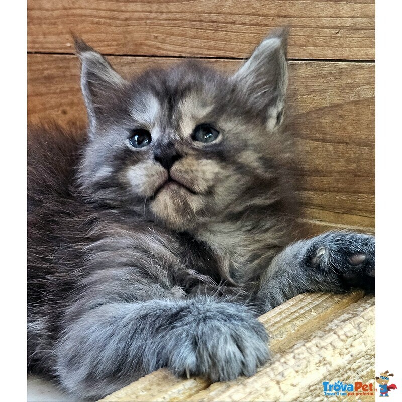 Cucciolo di Maine coon alta Genealogia - Foto n. 1