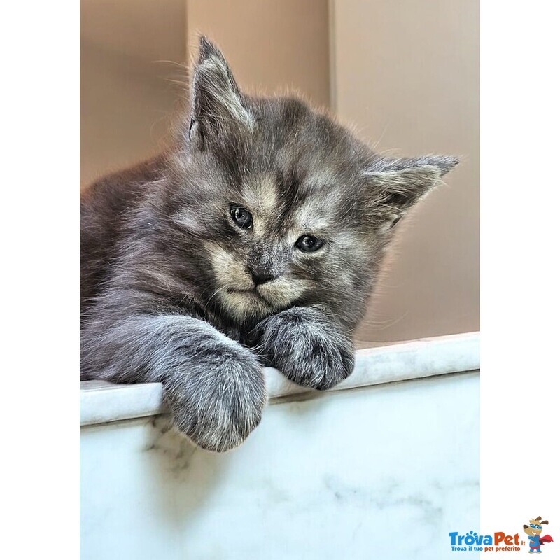 Cucciolo di Maine coon alta Genealogia - Foto n. 2