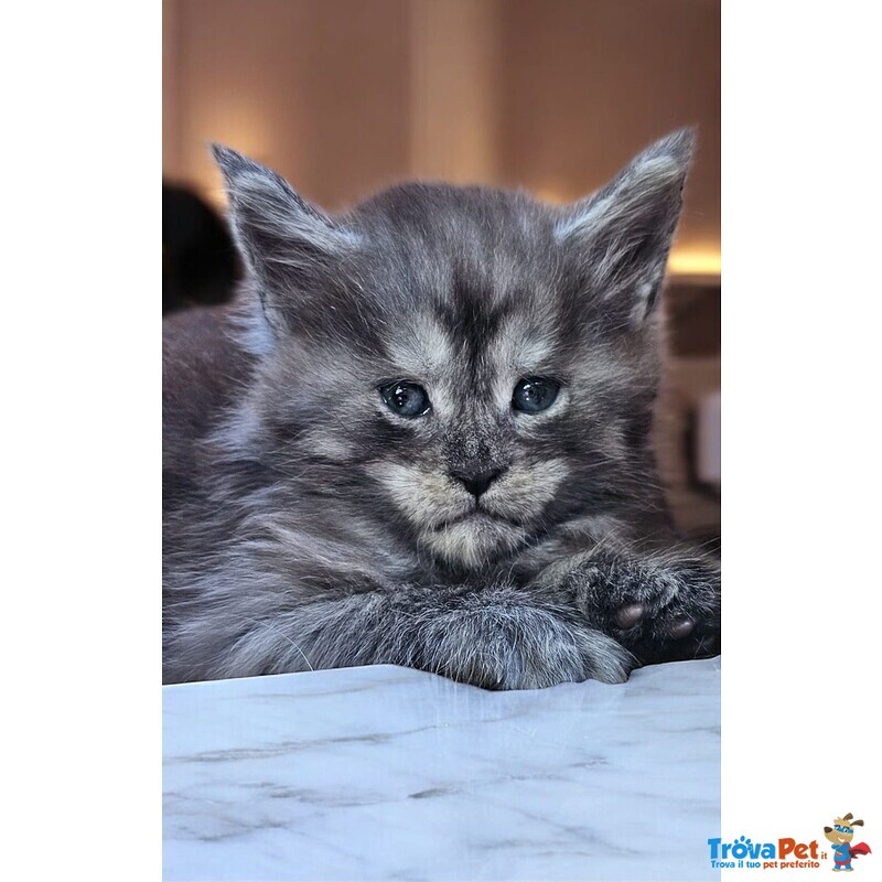 Cucciolo di Maine coon alta Genealogia - Foto n. 3