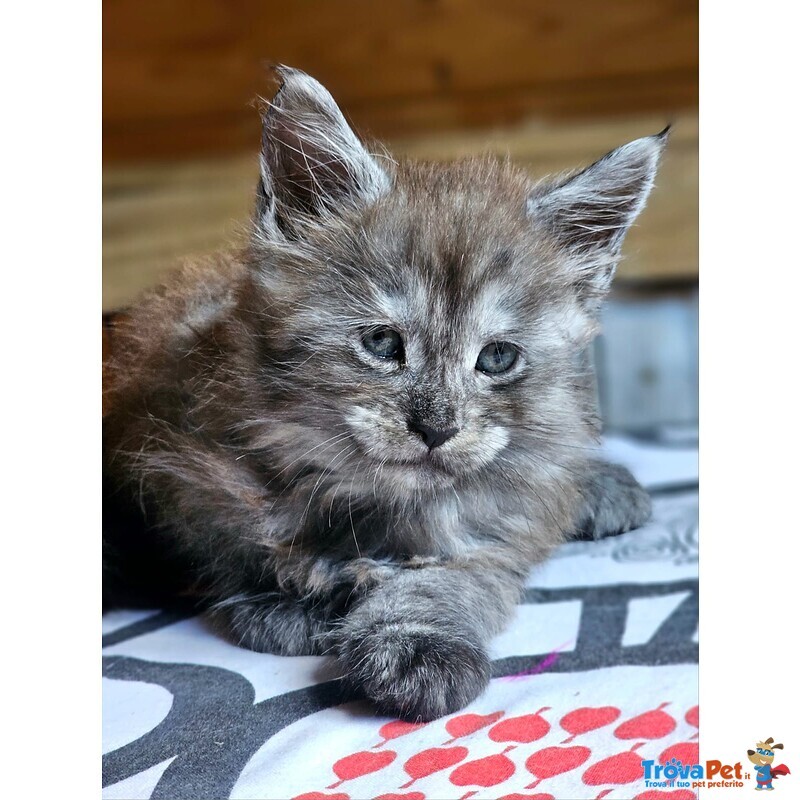 Cucciolo di Maine coon alta Genealogia - Foto n. 4
