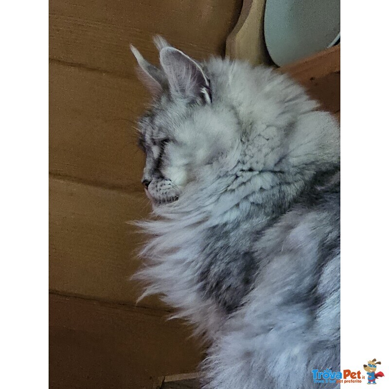 Cucciolo di Maine coon alta Genealogia - Foto n. 5