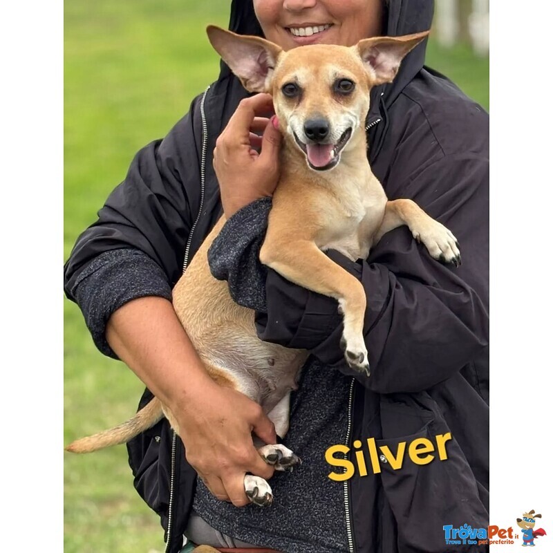 Silver Cagnolina Allegra e Dolce Cerca casa - Taglia Piccola 5 Kg - Foto n. 3