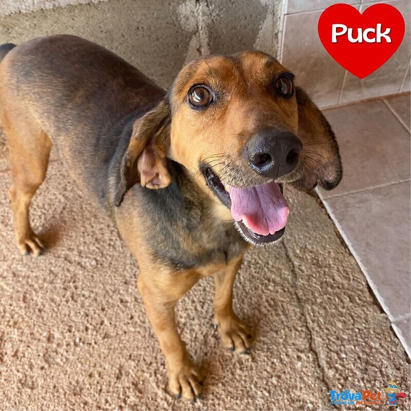 Puck Segugetto 5 anni Cerca casa - Adozione Canile di Latina - Foto n. 1