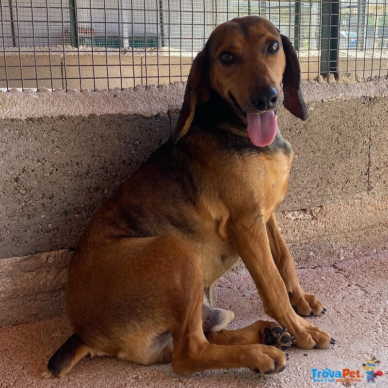 Puck Segugetto 5 anni Cerca casa - Adozione Canile di Latina - Foto n. 2