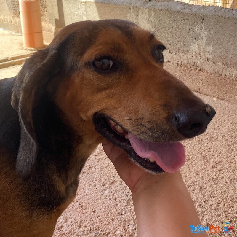 Puck Segugetto 5 anni Cerca casa - Adozione Canile di Latina - Foto n. 3