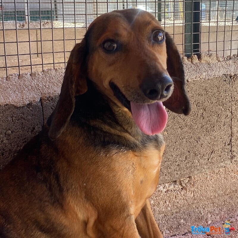 Puck Segugetto 5 anni Cerca casa - Adozione Canile di Latina - Foto n. 4