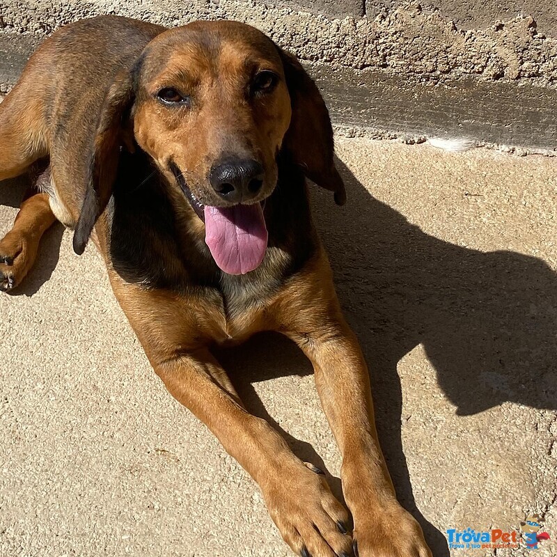 Puck Segugetto 5 anni Cerca casa - Adozione Canile di Latina - Foto n. 5