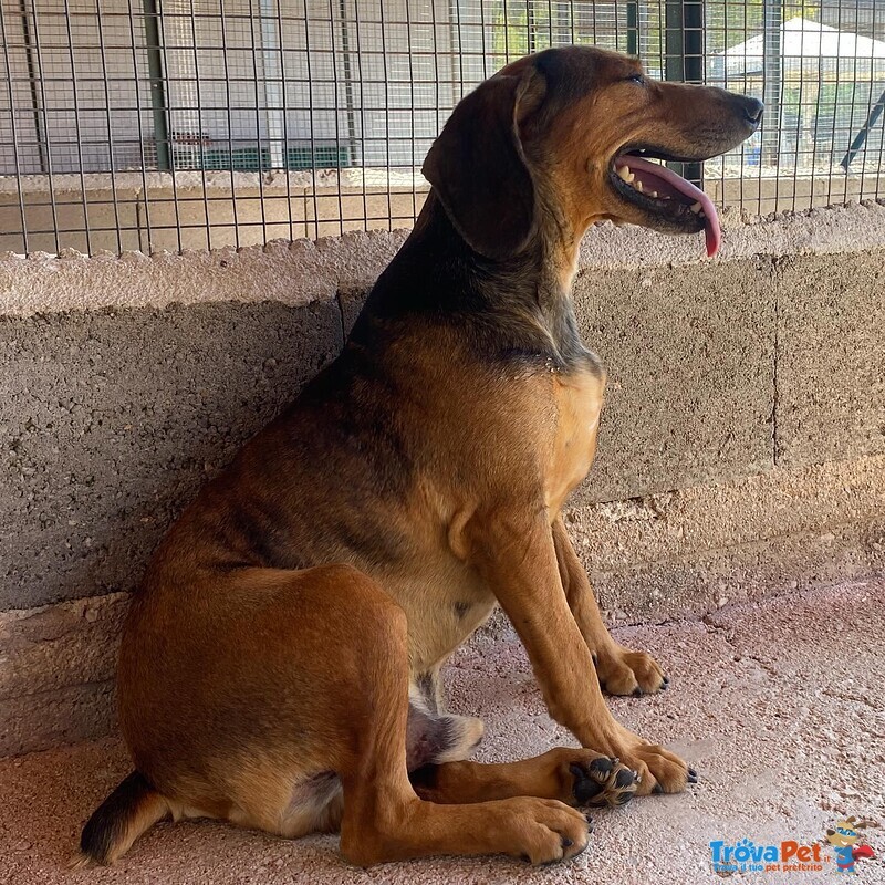 Puck Segugetto 5 anni Cerca casa - Adozione Canile di Latina - Foto n. 7