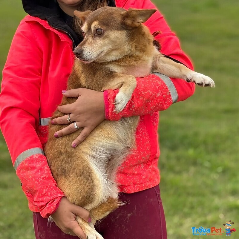 Fiore Dolce Cagnolina Incrocio Corgi Chihuahua Cerca Adozione - Foto n. 2