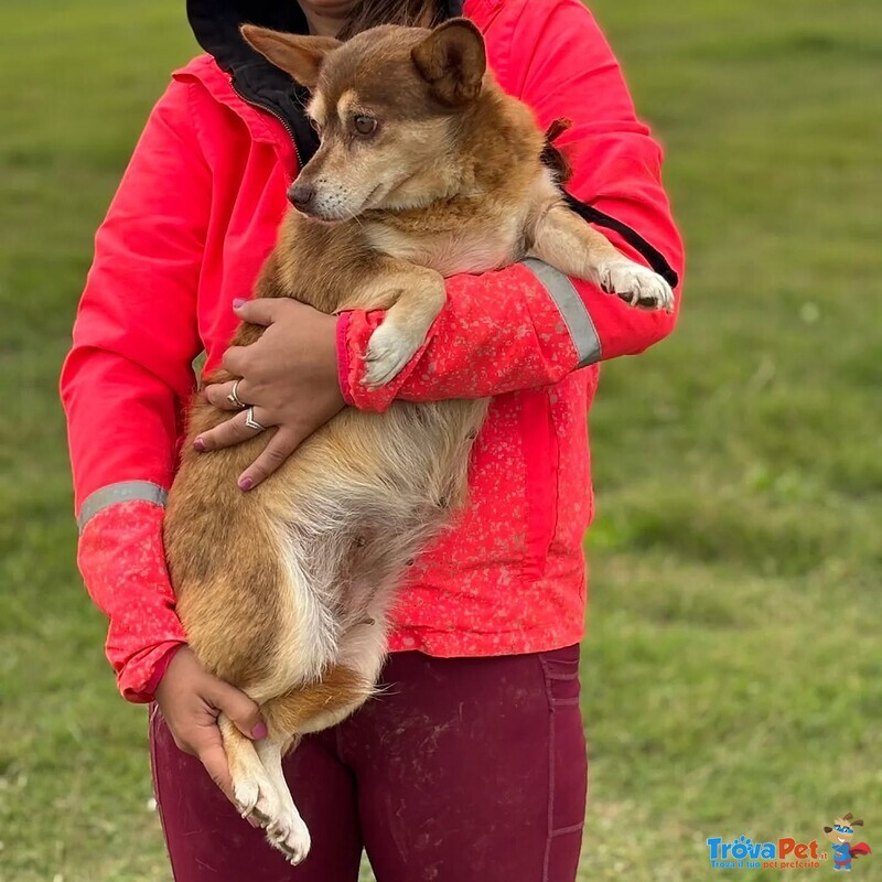 Fiore Dolce Cagnolina Incrocio Corgi Chihuahua Cerca Adozione - Foto n. 3