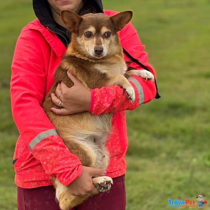 Fiore Dolce Cagnolina Incrocio Corgi Chihuahua Cerca Adozione - Foto n. 4