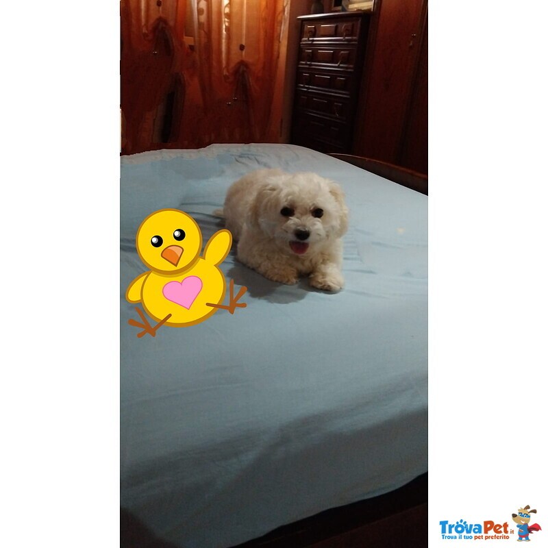 Maltese in Regalo Adozione - Foto n. 1