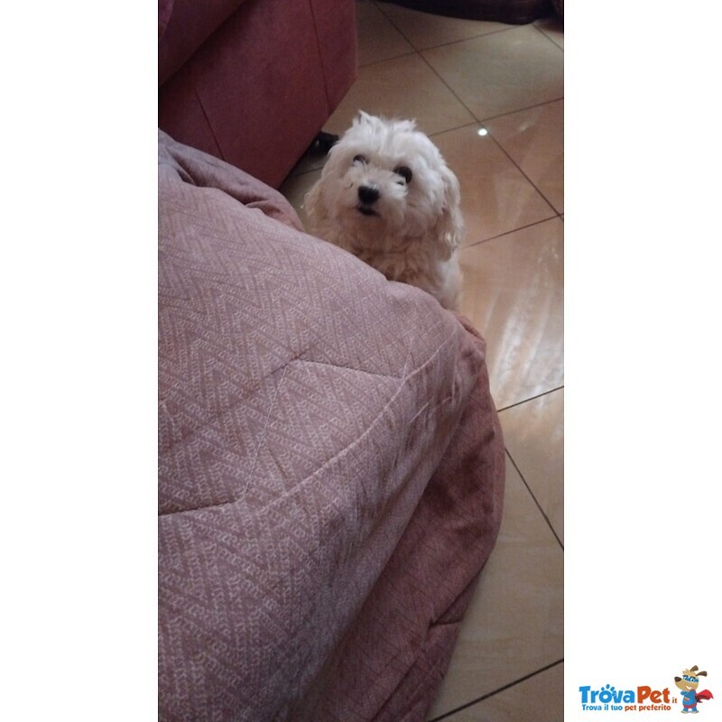 Maltese in Regalo Adozione - Foto n. 3