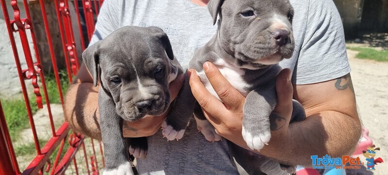 Cuccioli Amstaff blu con Pedigree in Puglia Calabria Campania Basilicata. - Foto n. 2