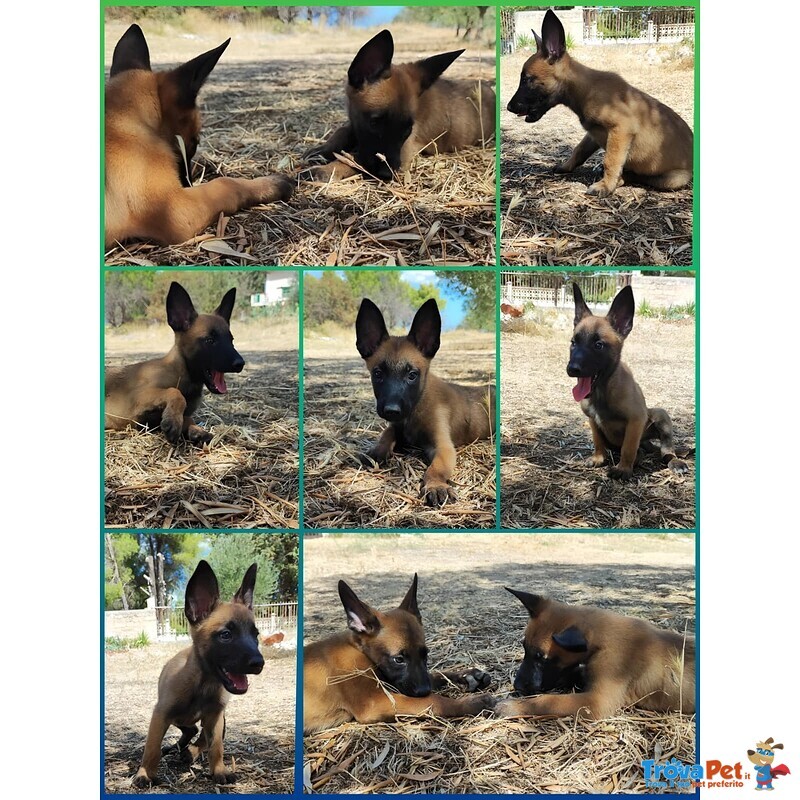 Allevamento Cuccioli Pastore Belga Malinois Potenza Matera Basilicata Campania Calabria - Foto n. 1