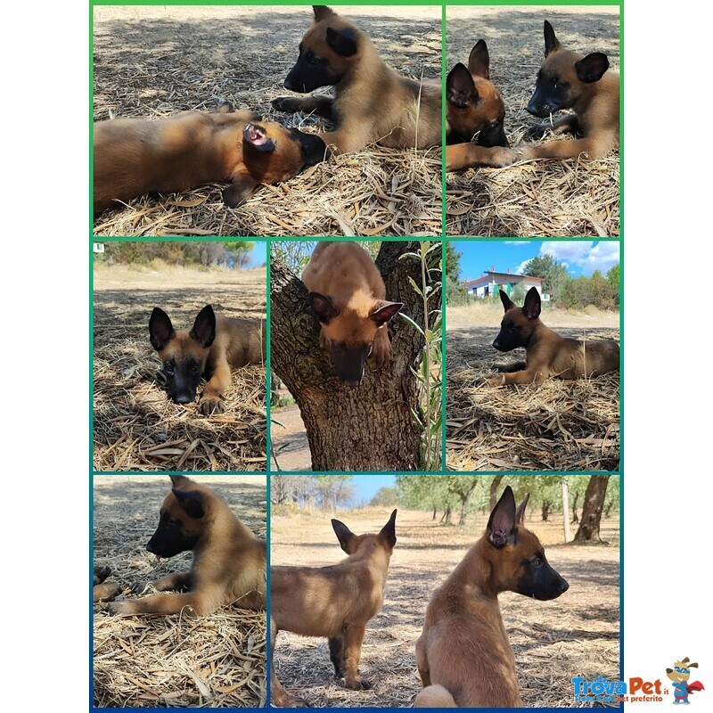 Allevamento Cuccioli Pastore Belga Malinois Potenza Matera Basilicata Campania Calabria - Foto n. 2