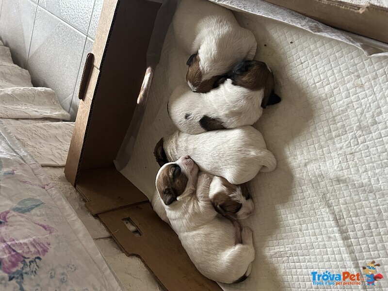 Vendo Cuccioli jack Russel pelo Lungo - Foto n. 1