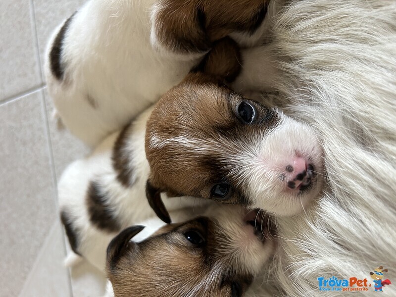 Vendo Cuccioli jack Russel pelo Lungo - Foto n. 2
