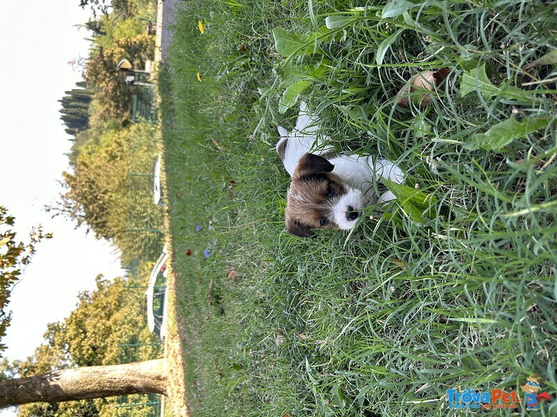 Vendo Cuccioli jack Russel pelo Lungo - Foto n. 3