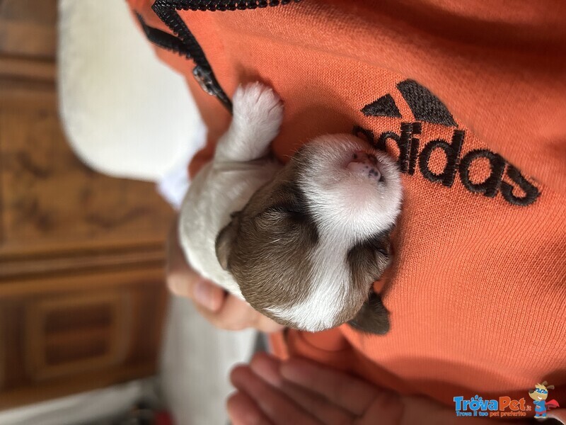 Vendo Cuccioli jack Russel pelo Lungo - Foto n. 4